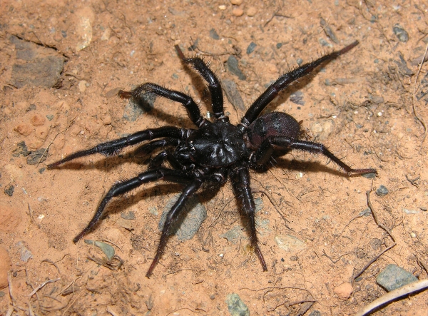 Photo of Antrodiaetus pacificus by <a href="www.birdspiders.com">Rick C. West</a>